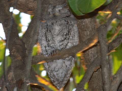 Image of Otus senegalensis senegalensis (Swainson 1837)