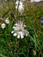 صورة Silene parryi (S. Wats.) C. L. Hitchcock & Maguire