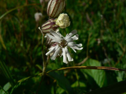 صورة Silene parryi (S. Wats.) C. L. Hitchcock & Maguire