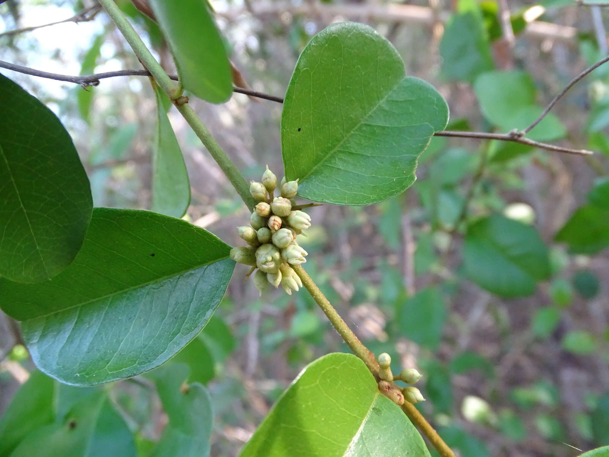 Image of Sideroxylon obtusifolium subsp. buxifolium (Roem. & Schult.) T. D. Penn.