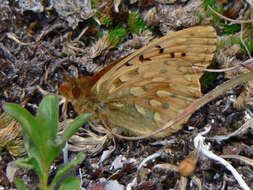 صورة Speyeria mormonia Boisduval 1869