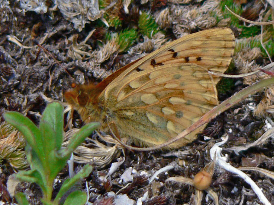 صورة Speyeria mormonia Boisduval 1869