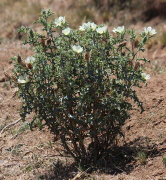 Image of Argemone ochroleuca subsp. ochroleuca