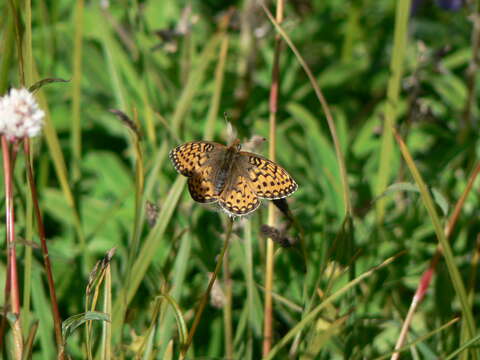 صورة Speyeria mormonia Boisduval 1869