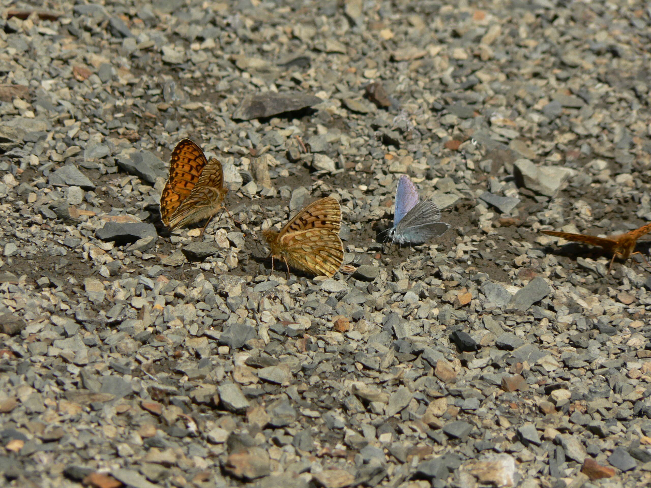 صورة Speyeria mormonia Boisduval 1869