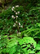 Image of threeleaf foamflower