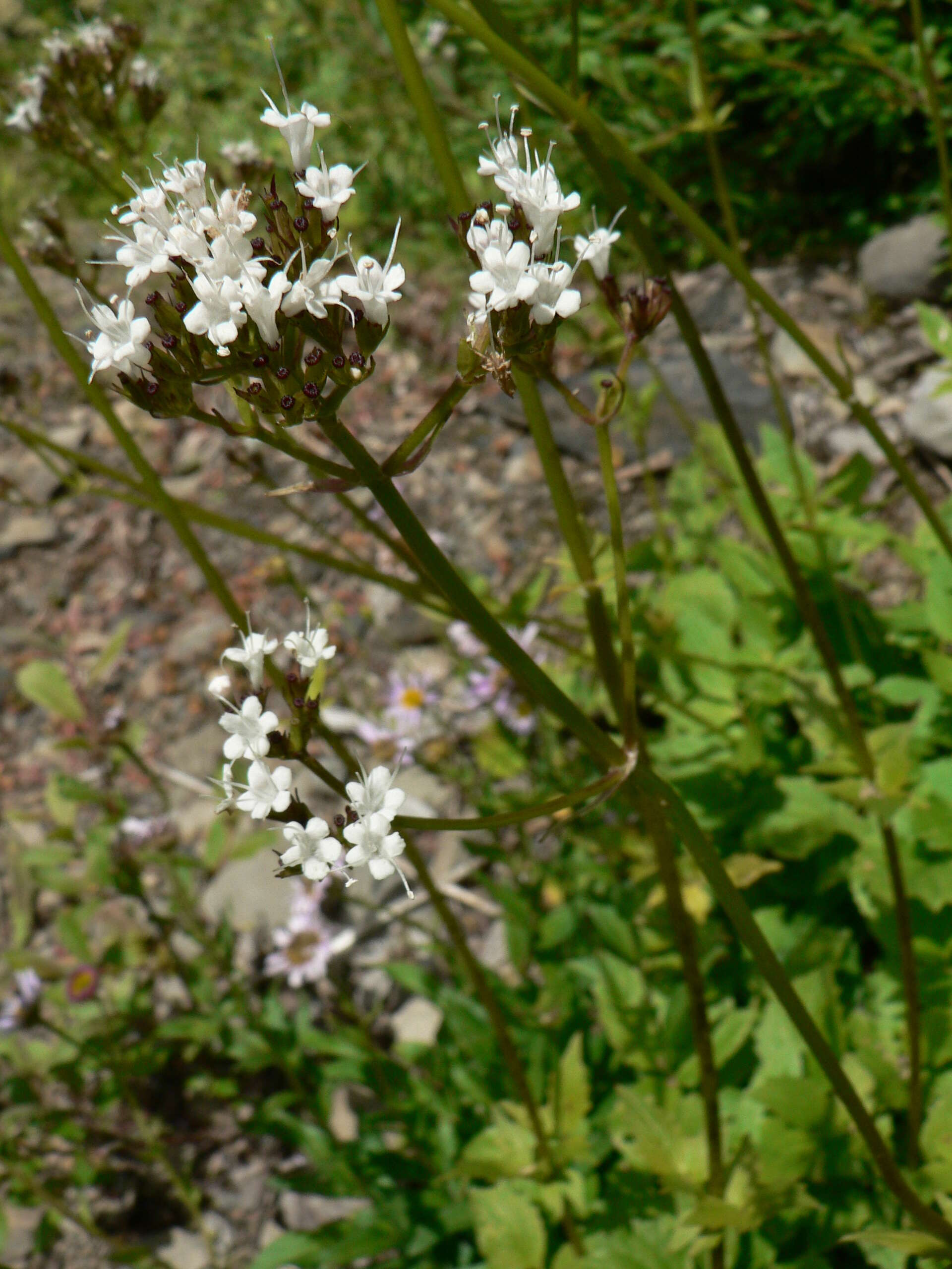 Image of Mountain Heliotrope