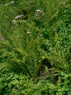 Image of Mountain Heliotrope