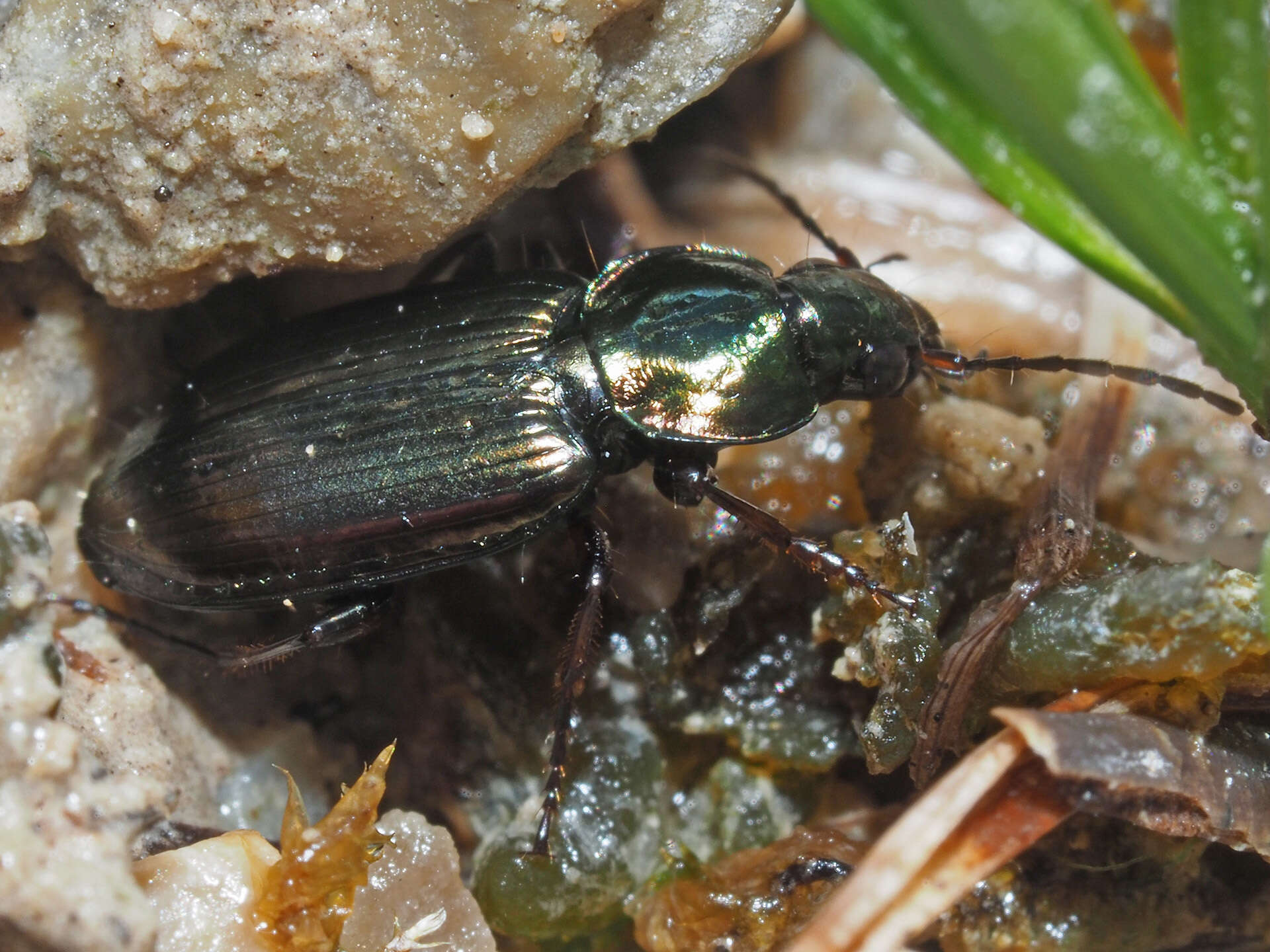 Agonum (Agonum) muelleri (Herbst 1784)的圖片