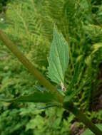 Image of Mountain Heliotrope