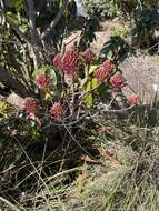 Image of Aloe branddraaiensis Groenew.