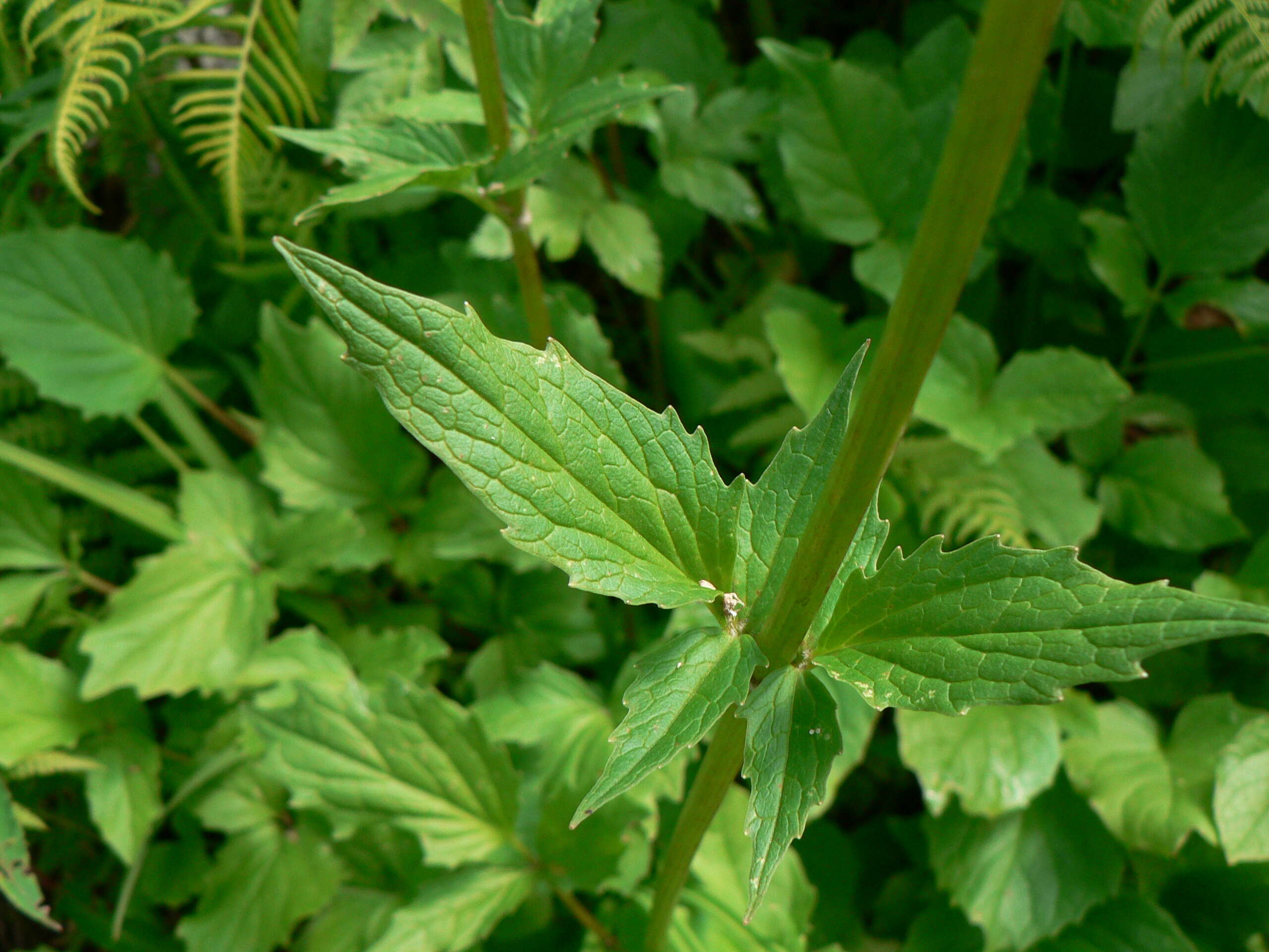 Image of Mountain Heliotrope