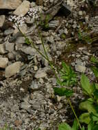 Image of Mountain Heliotrope