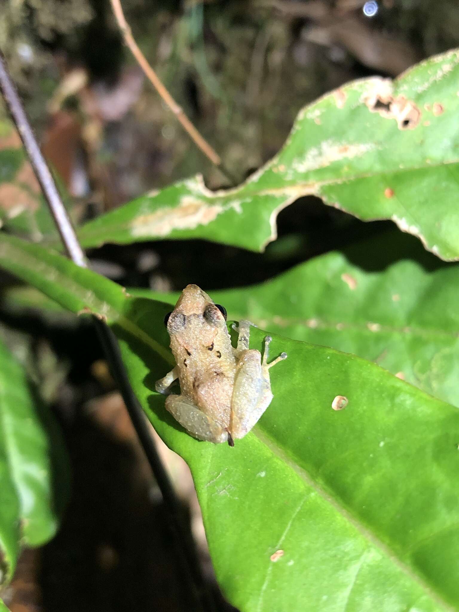 Imagem de Pristimantis altamnis Elmer & Cannatella 2008