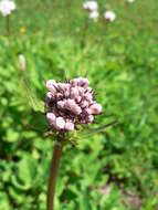 Image of Mountain Heliotrope