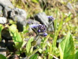 Image of American alpine speedwell