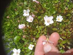 Image of Epilobium macropus Hook.