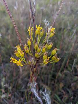 Image of Houghton's Goldenrod