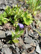 Image of American alpine speedwell