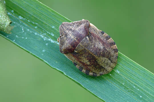 Image of Eurygaster testudinaria