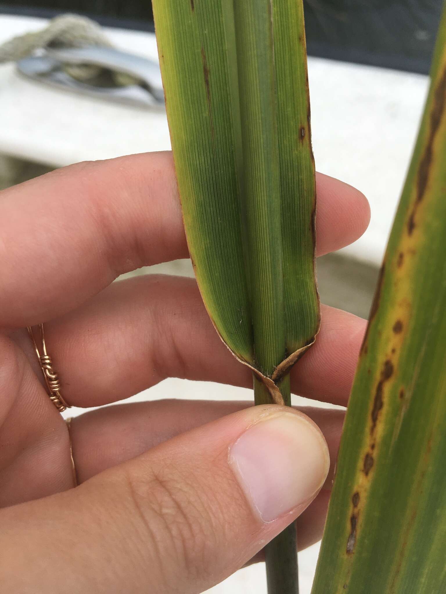 Image of Big Cord Grass