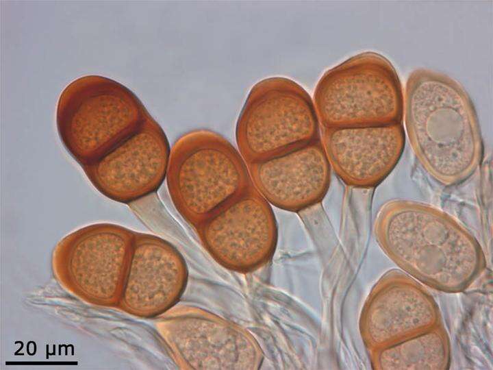 Imagem de Puccinia asparagi DC. 1805