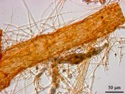 Image of Phymatotrichopsis