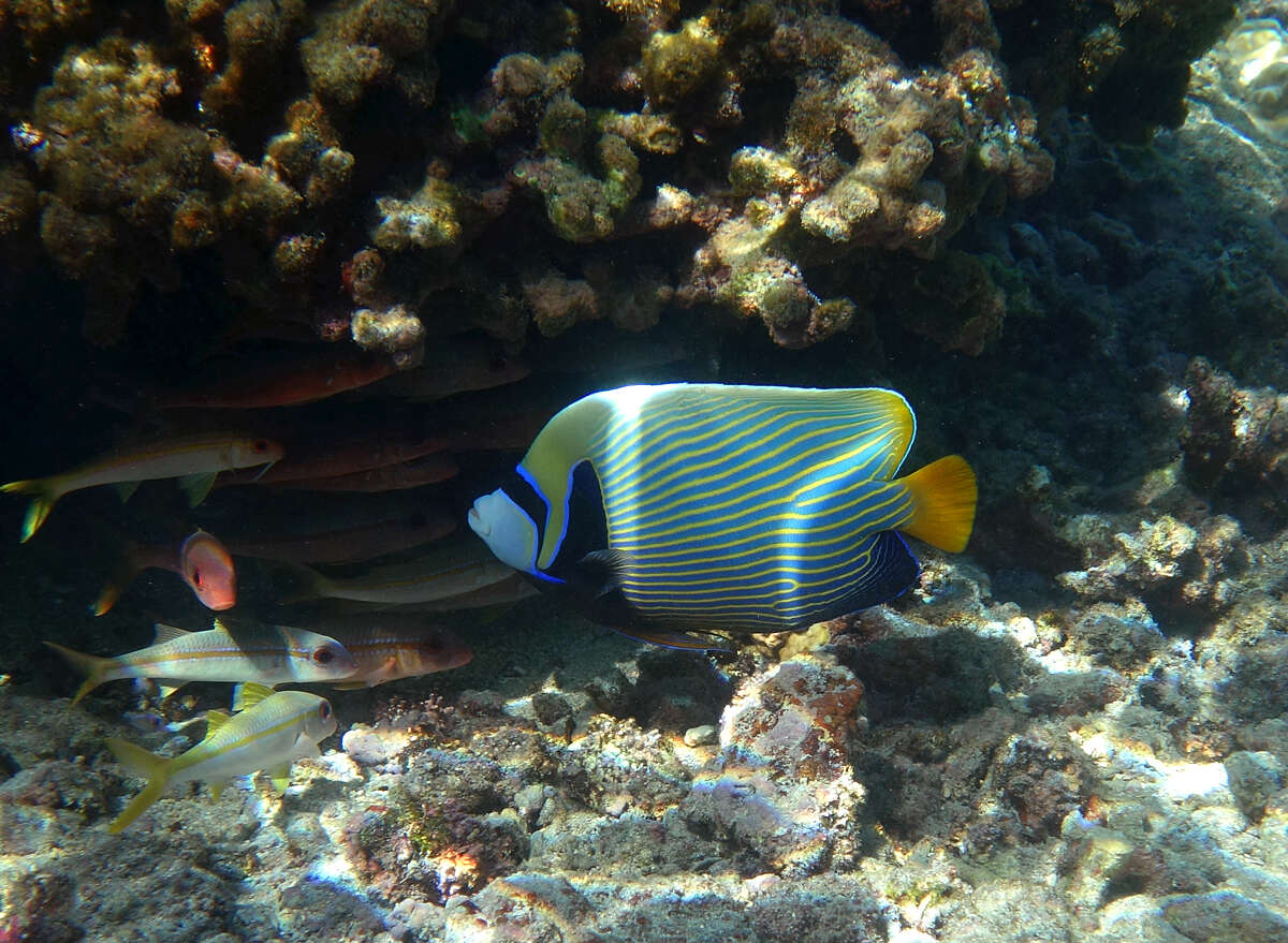 Image of Angelfish