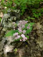 Sivun Asclepias quadrifolia Jacq. kuva