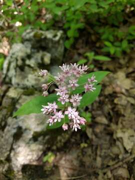 Imagem de Asclepias quadrifolia Jacq.