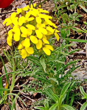 Image of Erysimum callicarpum Lipsky