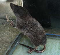 Image of Asiatic water shrew