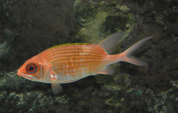 Image of Longspine Squirrelfish