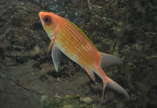 Image of Longspine Squirrelfish