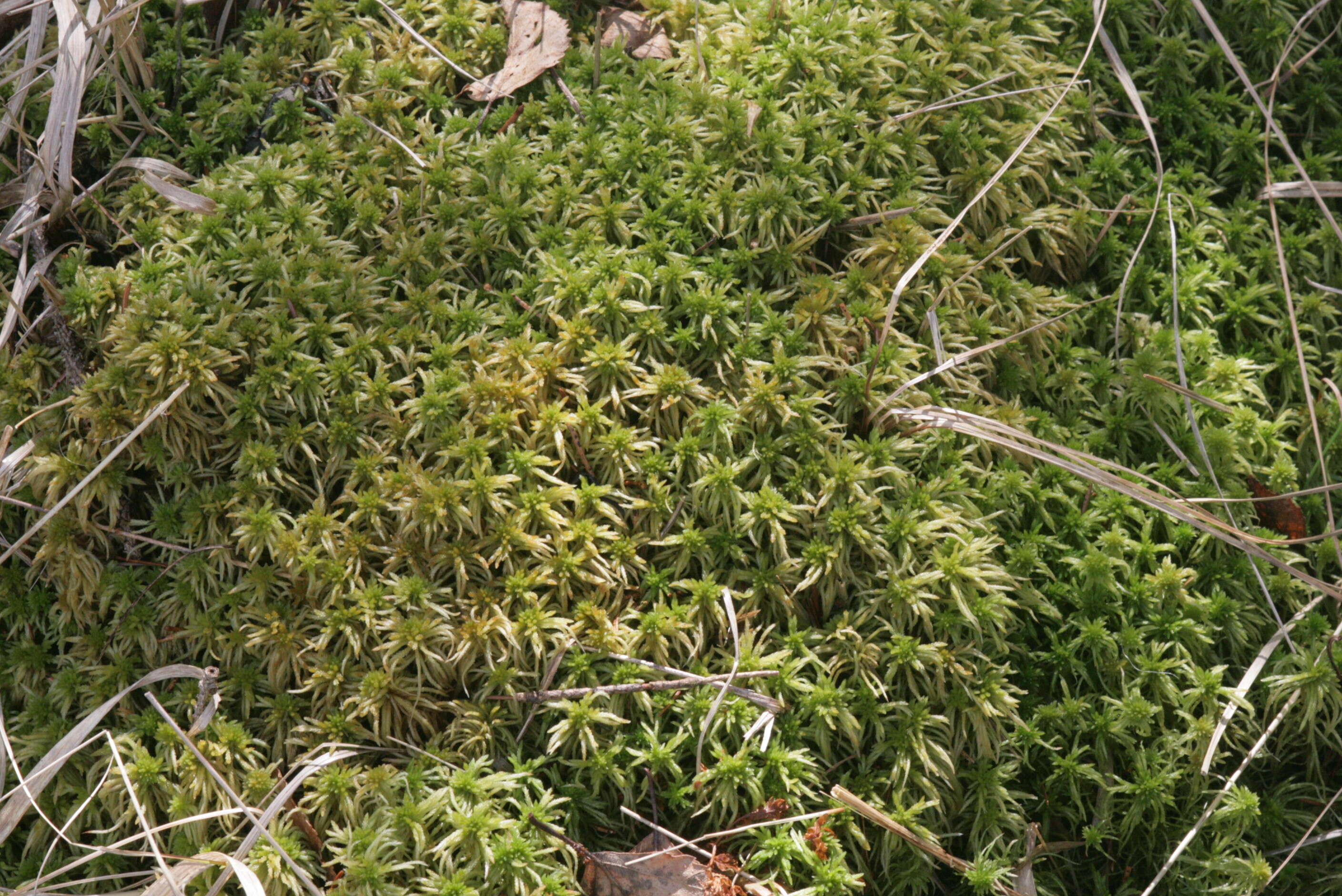 Image of Girgensohn's bog-moss