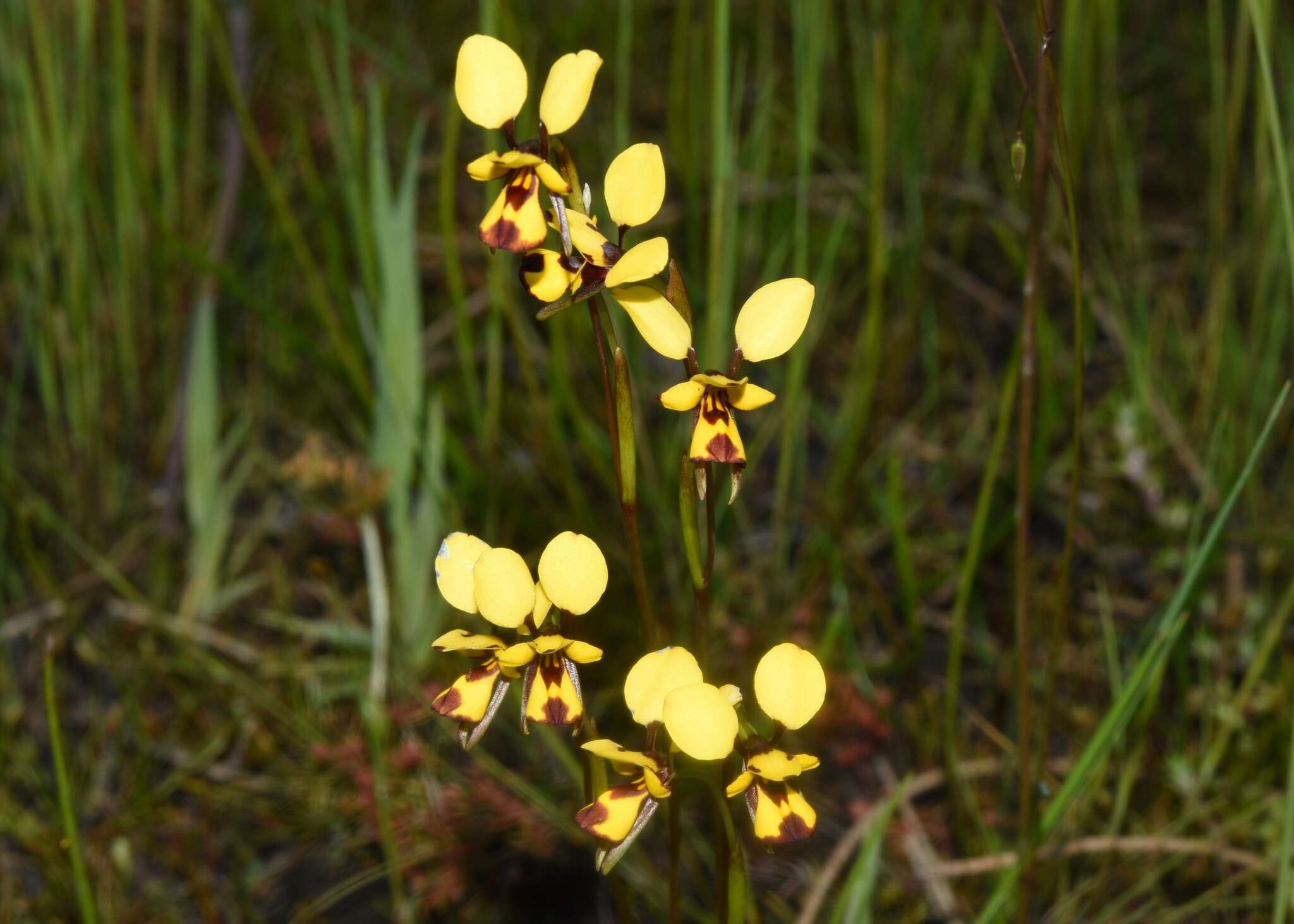 Plancia ëd Diuris laxiflora Lindl.