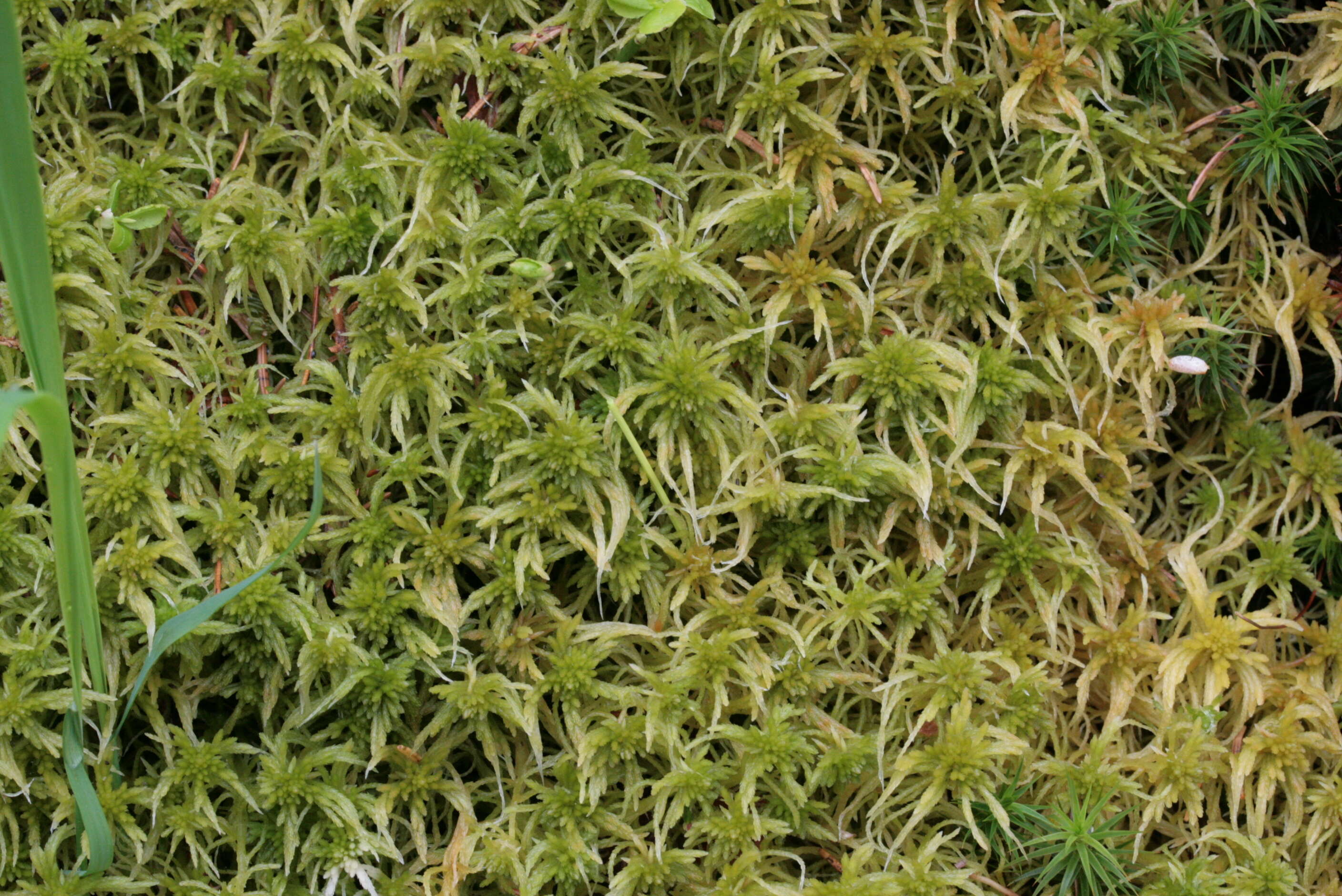 Image of Girgensohn's bog-moss