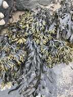 Image of Fucus ceranoides