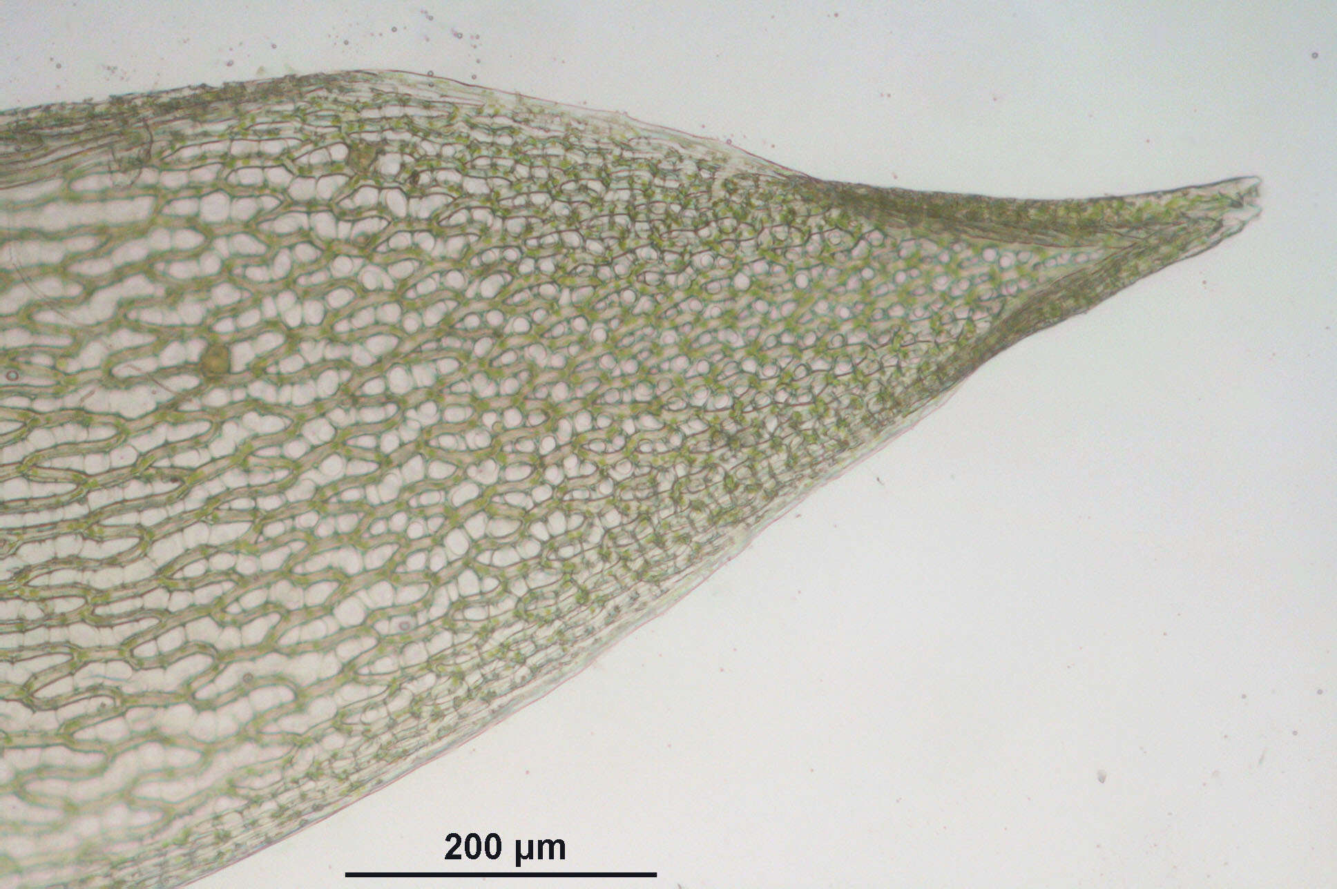 Image of Girgensohn's bog-moss