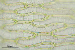 Image of Girgensohn's bog-moss