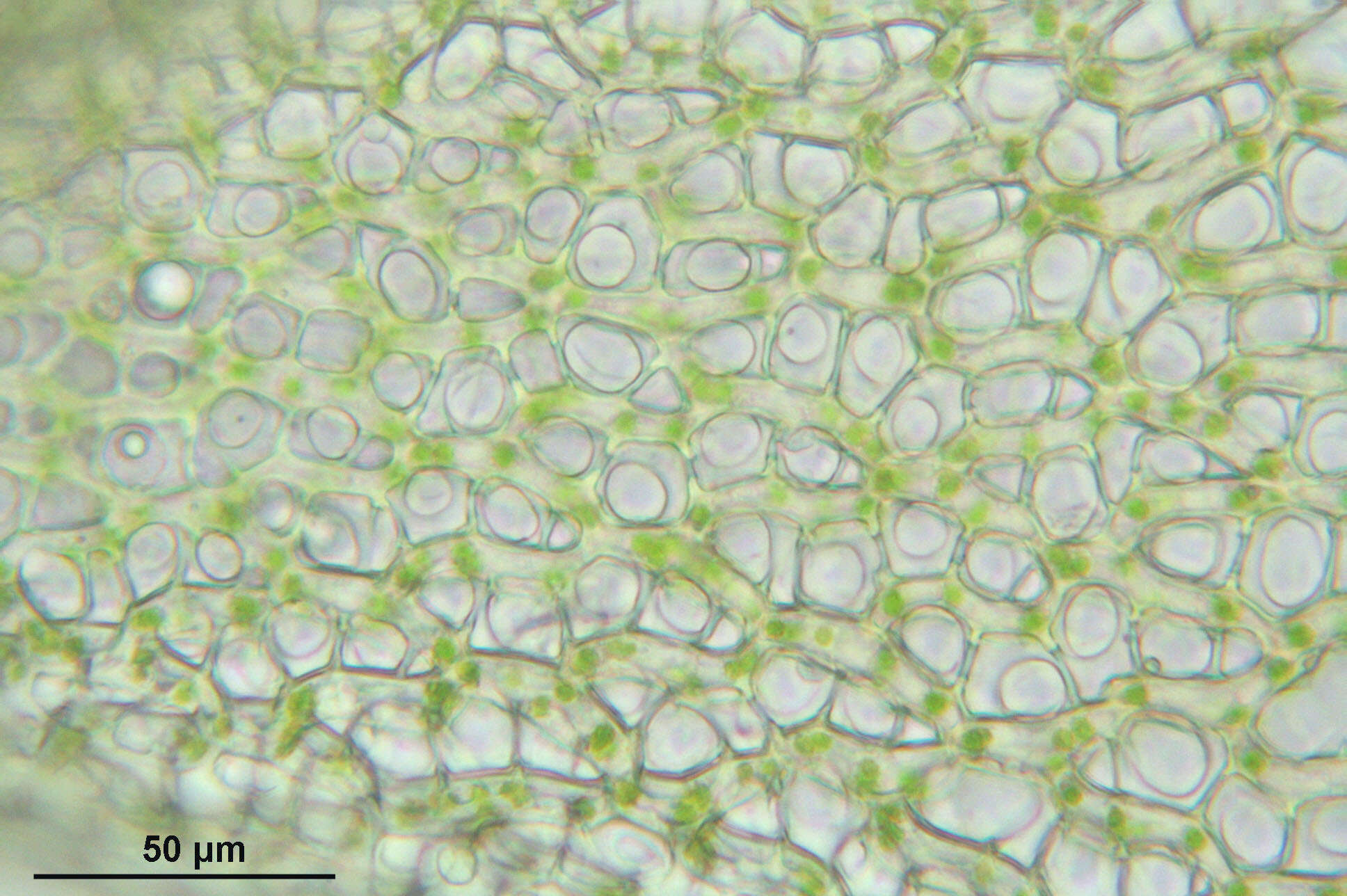 Image of Girgensohn's bog-moss