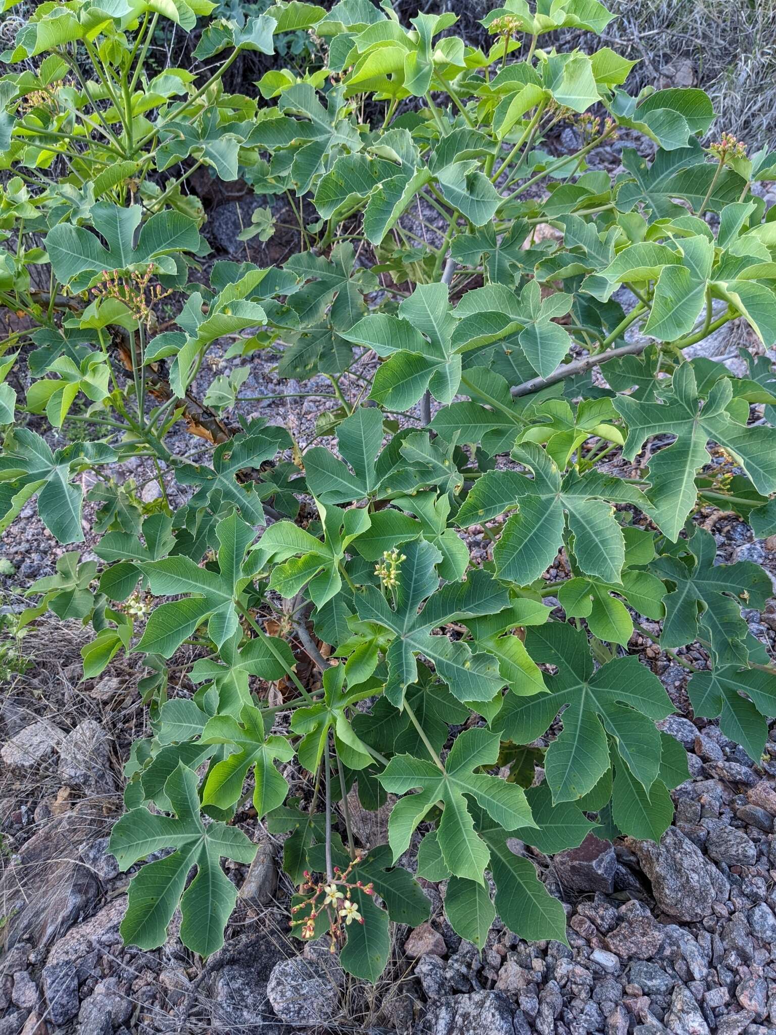 Image of Jatropha hieronymi Kuntze