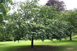 Image of white mulberry