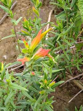 Слика од Castilleja tenuiflora var. tancitaroana (G. L. Nesom) J. M. Egger