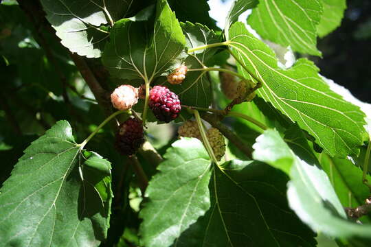 Image of white mulberry