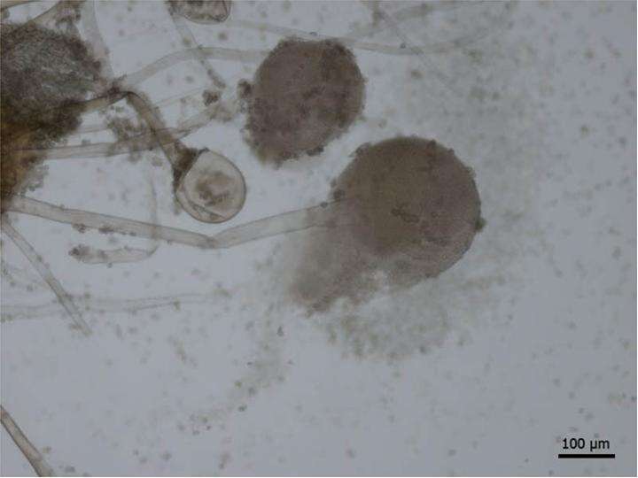 Image of Rhizopus stolonifer (Ehrenb.) Vuill. 1902