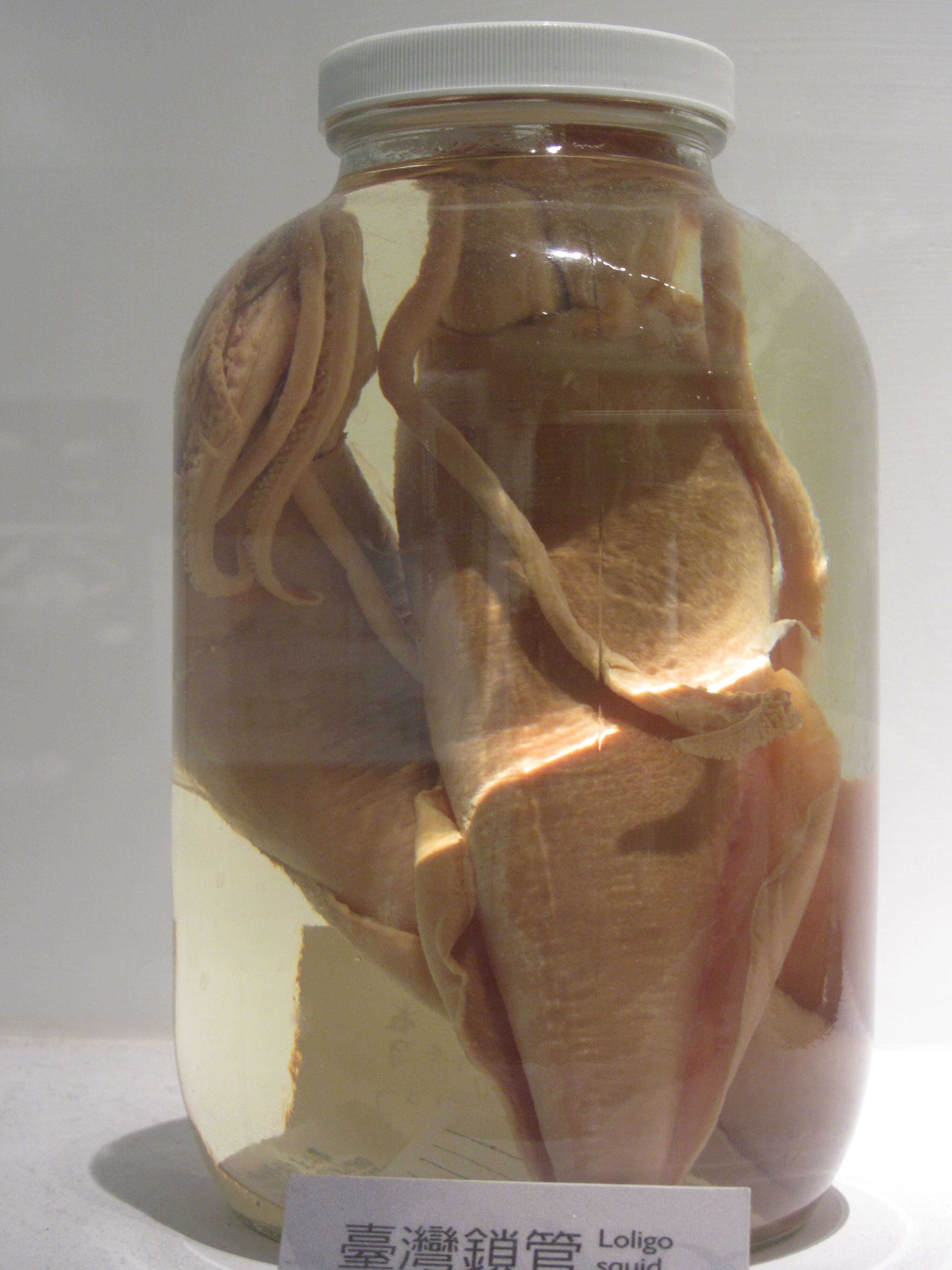 Image of mitre squid
