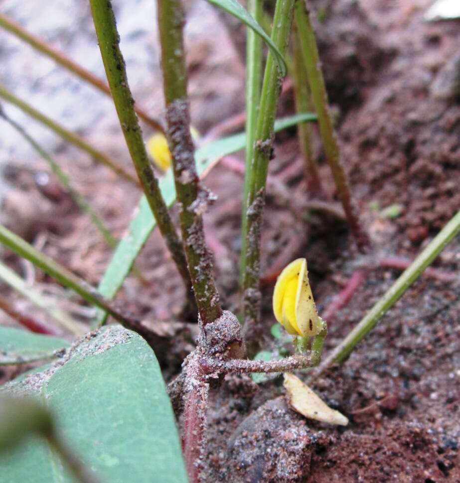 Image of bambarra groundnut