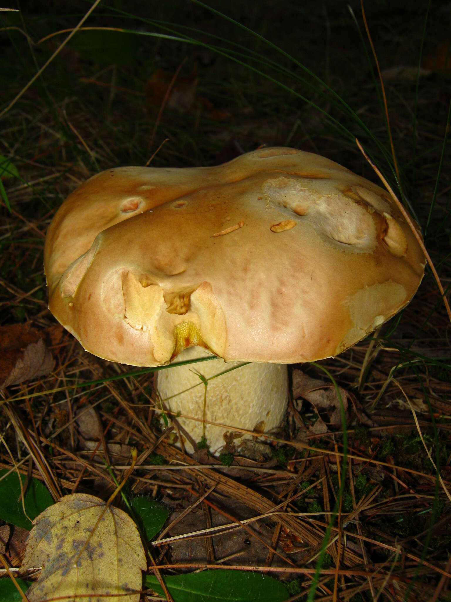 Image of Boletus chippewaensis A. H. Sm. & Thiers 1971