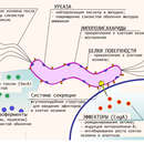 Plancia ëd Helicobacter pylori